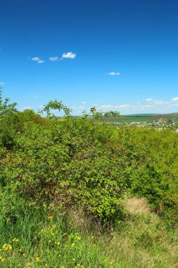 Ağaçları ve mavi gökyüzü olan güzel yeşil çayır..
