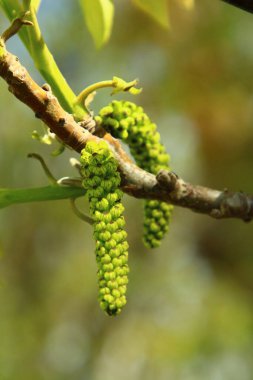 Genç bir bitkinin yakınında.