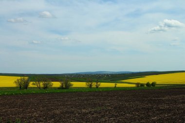 Güzel manzara, mavi gökyüzü tarlası
