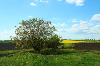 Yeşil tarlalı manzara, mavi gökyüzü ve beyaz bulutlar