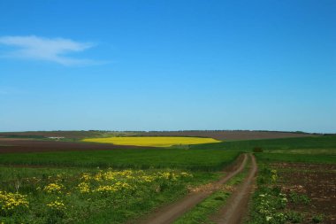 Sarı tarlalı ve mavi gökyüzlü manzara.