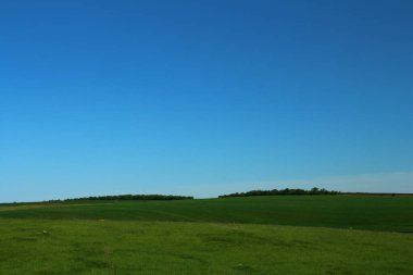 Yeşil Çimen ve Mavi Gökyüzü