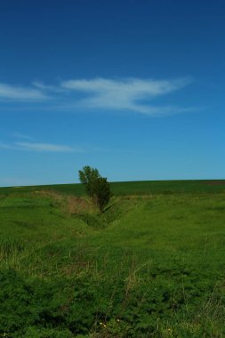 Bir tarla ve mavi gökyüzü