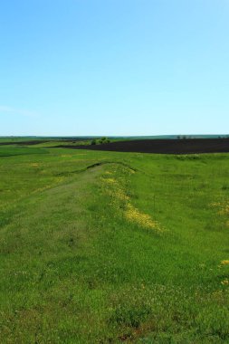 Yazın yeşil bir tarlanın manzarası