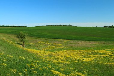Yeşil buğday tarlası