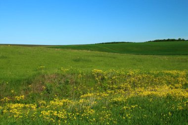 Yeşil çimenler, çiçekler ve ağaçlarla dolu bahar manzarası