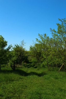 Ağaçlı güzel bahar manzarası