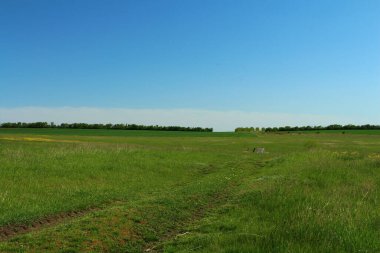 Mavi gökyüzü ile yeşil çayır