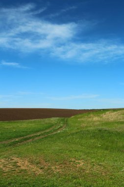 manzara, yeşil çimen ve mavi gökyüzü