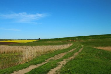 Kırsal alanda sarı tarlalar ve mavi gökyüzü