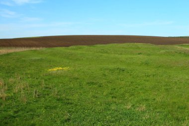 Yeşil bir tarlanın ve mavi gökyüzünün güzel bir görüntüsü