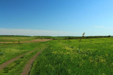 Çimen tarlası, bulutlu mavi gökyüzü