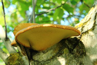 Ormandaki ağaç gövdesinden büyüyen mantarlar