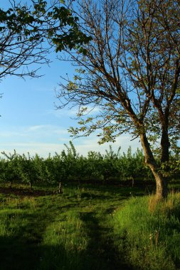 Baharda elma ağacı