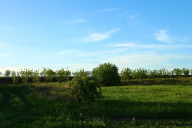 Parktaki güzel yeşil ağaçlar