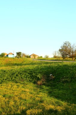 Parkta yeşil çimenler