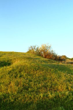 Yeşil çimenli ve mavi gökyüzüyle manzara