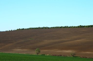 Güzel bir manzara Ağacı ve mavi gökyüzü