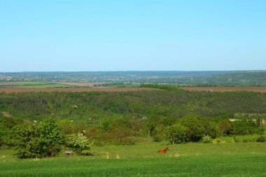 Kırsaldaki güzel yeşil alan.