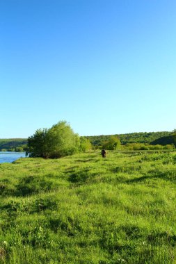 yeşil çayır ve ağaçlar