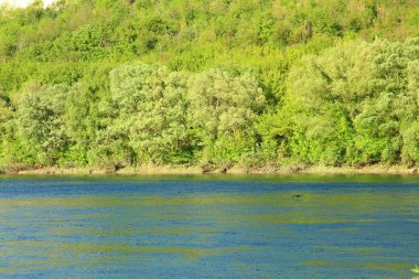 Ormandaki güzel nehir