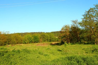 Güzel bir manzara Ağacı ve mavi gökyüzü