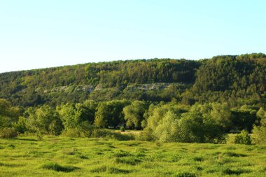 İlkbaharda ormanda yeşil ağaçlar ve mavi gökyüzü