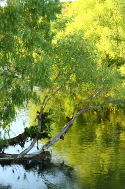 Yaz parkında küçük bir nehir.