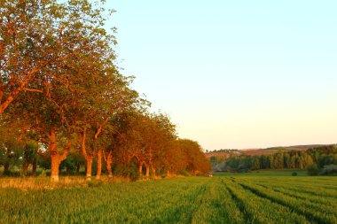 Kırsal alanda yeşil alan