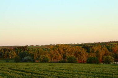 Sonbahar ormanı, ağaçlar ve yeşil çimenler tarlada