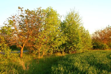 Yaz aylarında yeşil alan