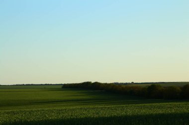 Arka planda ağaç olan güzel bir tarla görüntüsü.