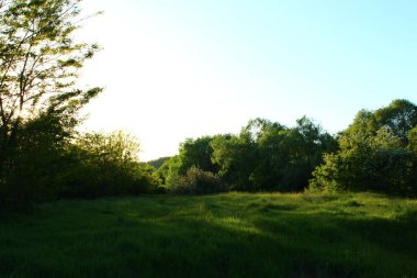 Ormanda yeşil ağaçlar