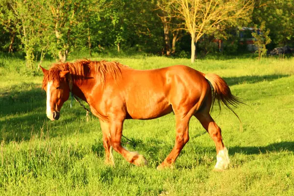 Çayırdaki at.