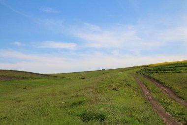 Tarlada çimen olan manzara