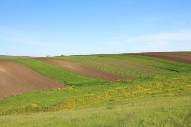 Yeşil tarla ve bulutlu mavi gökyüzü