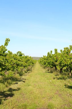 güneşli bir elma bahçesi