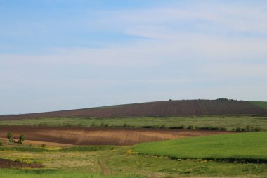 Yeşil çimenli güzel bir tarla
