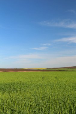 Mavi gökyüzü olan buğday tarlası