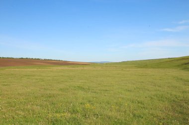 manzara, tarla, yeşil çimenler