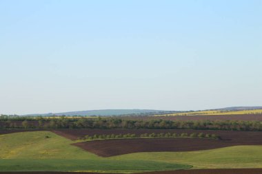 Ağacı ve buğday tarlası olan güzel bir manzara.
