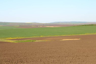Bahar tarlası ve mavi gökyüzü