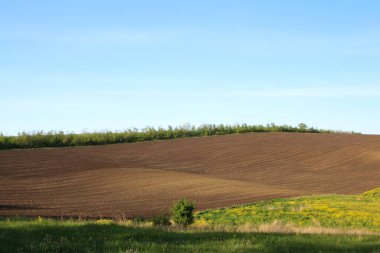 Yaz günü yeşil tarla. Güzel bahar manzarası.