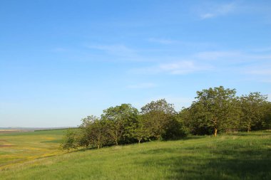 Ağaçlarla dolu bir tarlası ve arkasında mavi gökyüzü olan güzel bir yaz manzarası..