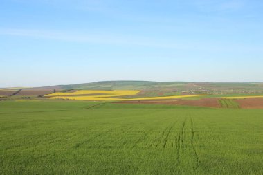 Buğday tarlası olan güzel bir manzara.