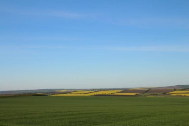 Sarı tarlalı ve mavi gökyüzlü manzara