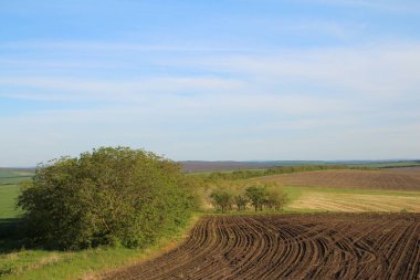 buğday tarlası ve yeşil buğday tarlası olan tarım arazisi, tarım arazisi.