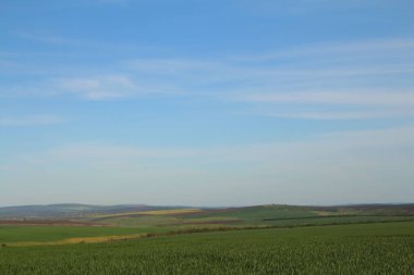 yeşil buğday tarlaları ve mavi gök