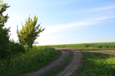 Tarladaki yol. yeşil alan