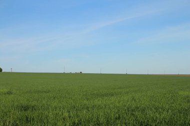 Mavi gökyüzü ile yeşil alan